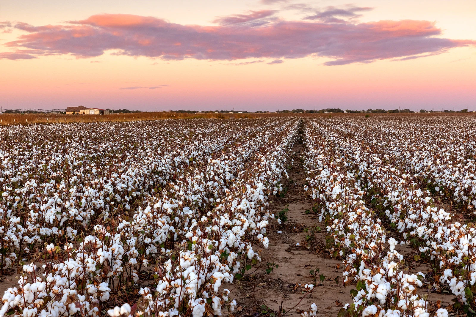 Record-breaking Texas drought results in over $2 billion in losses to cotton  crop